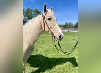 Kentucky Mountain Saddle Horse, Wallach, 9 Jahre, 152 cm, Palomino