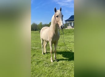 Kentucky Mountain Saddle Horse, Wallach, 9 Jahre, 152 cm, Palomino
