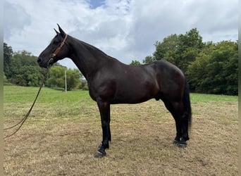Kentucky Mountain Saddle Horse, Wallach, 9 Jahre, 152 cm, Rappe