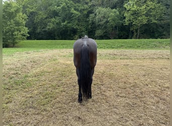 Kentucky Mountain Saddle Horse, Wallach, 9 Jahre, 152 cm, Rappe