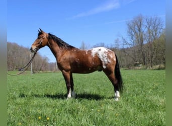 Kentucky Mountain Saddle Horse, Wallach, 9 Jahre, 152 cm, Rotfuchs