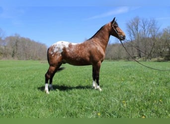 Kentucky Mountain Saddle Horse, Wallach, 9 Jahre, 152 cm, Rotfuchs