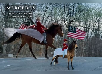 Kentucky Mountain Saddle Horse, Yegua, 10 años, 150 cm, Buckskin/Bayo