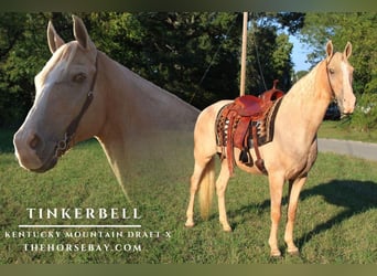 Kentucky Mountain Saddle Horse Mestizo, Yegua, 12 años, 160 cm, Palomino