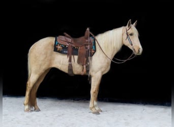 Kentucky Mountain Saddle Horse, Yegua, 14 años, Palomino