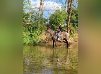 Kentucky Mountain Saddle Horse, Yegua, 4 años, 142 cm, Ruano azulado