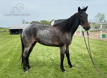 Kentucky Mountain Saddle Horse, Yegua, 4 años, 142 cm, Ruano azulado