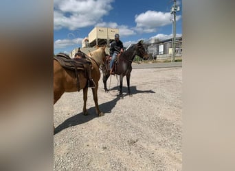 Kentucky Mountain Saddle Horse, Yegua, 4 años, 142 cm, Ruano azulado
