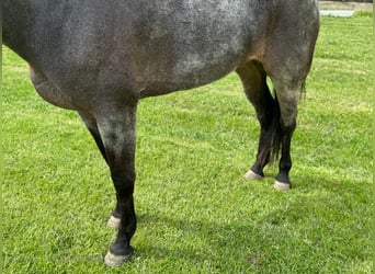 Kentucky Mountain Saddle Horse, Yegua, 4 años, 142 cm, Ruano azulado