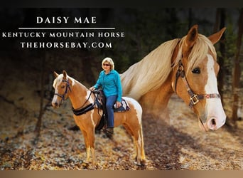 Kentucky Mountain Saddle Horse, Yegua, 4 años, 150 cm, Palomino