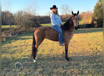 Kentucky Mountain Saddle Horse, Yegua, 4 años, 152 cm, Buckskin/Bayo