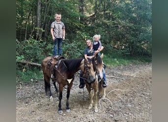 Kentucky Mountain Saddle Horse, Yegua, 4 años, 152 cm, Buckskin/Bayo