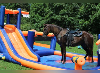 Kentucky Mountain Saddle Horse, Yegua, 4 años, 152 cm, Castaño rojizo