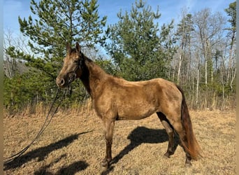 Kentucky Mountain Saddle Horse, Yegua, 4 años, 152 cm, Castaño rojizo