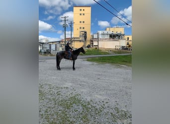 Kentucky Mountain Saddle Horse, Yegua, 5 años, 142 cm, Ruano azulado