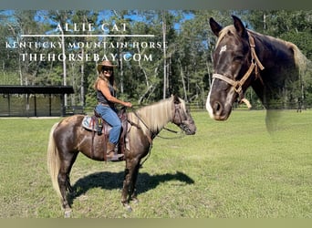 Kentucky Mountain Saddle Horse, Yegua, 5 años, 145 cm, Castaño