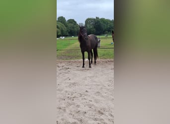 Kentucky Mountain Saddle Horse, Yegua, 5 años, 155 cm, Negro