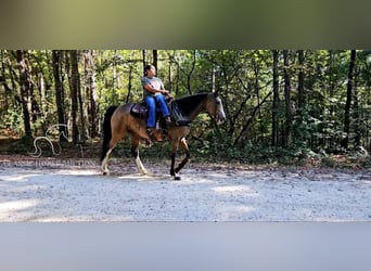 Kentucky Mountain Saddle Horse, Yegua, 6 años, 152 cm, Buckskin/Bayo