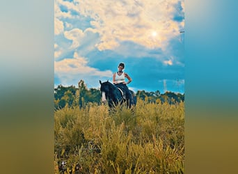 Kentucky Mountain Saddle Horse, Yegua, 7 años, 152 cm, Tordo