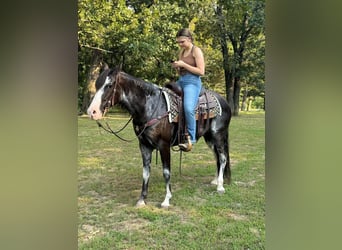 Kentucky Mountain Saddle Horse, Yegua, 8 años, 152 cm, Tordo