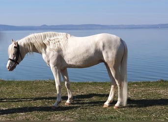 Belgisches Reitpony, Hengst, 8 Jahre, 145 cm, Cremello