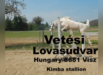 Belgisches Reitpony, Hengst, 8 Jahre, 145 cm, Cremello
