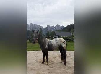 Kinsky, Giumenta, 2 Anni, 155 cm, Leopard