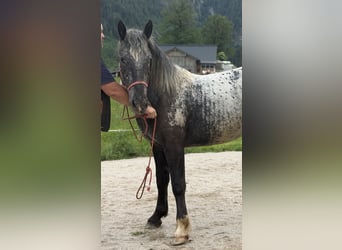 Kinsky, Giumenta, 2 Anni, 155 cm, Leopard