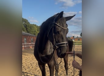 Kinsky, Hongre, 4 Ans, 170 cm