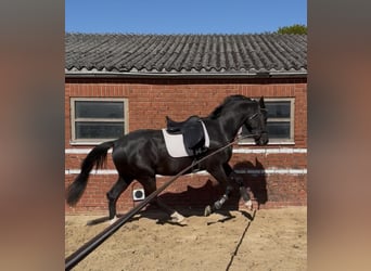 Kinsky, Hongre, 4 Ans, 170 cm