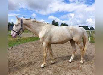 Kinsky, Hongre, 5 Ans, 174 cm, Cremello