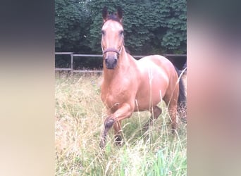 Kinsky Horse, Gelding, 15 years, 16 hh, Buckskin