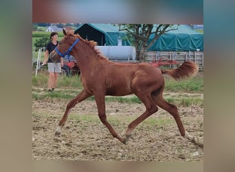 Kinsky Horse, Gelding, 1 year, 16 hh, Chestnut-Red