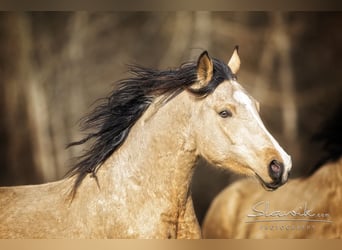 Kinsky Horse, Gelding, 4 years, 16.1 hh
