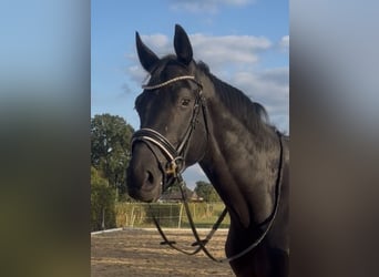 Kinsky Horse, Gelding, 4 years, 16.2 hh