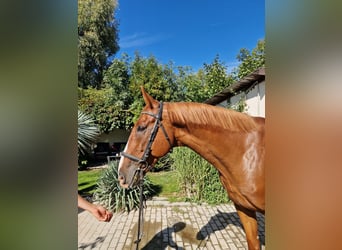 Kinsky Horse, Gelding, 7 years, 16.1 hh, Chestnut