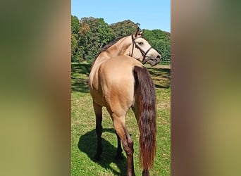 Kinsky Horse, Gelding, 8 years, 17 hh, Palomino