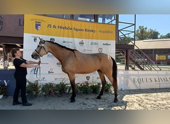 Kinsky Horse, Gelding, 8 years, 17 hh, Palomino