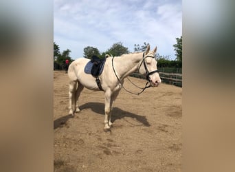 Kinsky Horse, Gelding, 9 years, 17.1 hh, Perlino