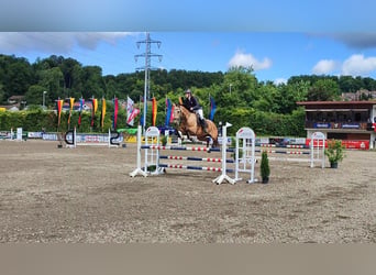 Kinsky Horse, Mare, 13 years, 16 hh, Buckskin