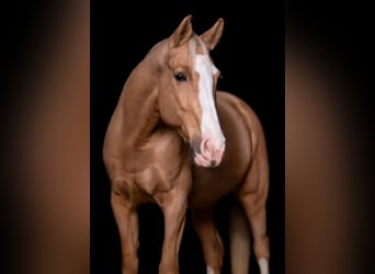 Kinsky Horse, Mare, 17 years, 16.3 hh, Palomino