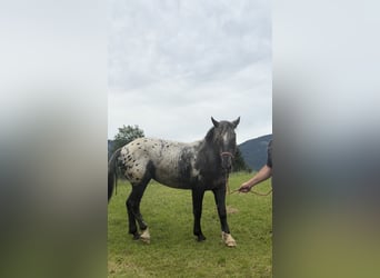 Kinsky Horse, Mare, 2 years, 15.1 hh, Leopard-Piebald