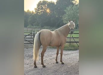 Kinsky Horse Mix, Mare, 2 years, 16 hh, Palomino