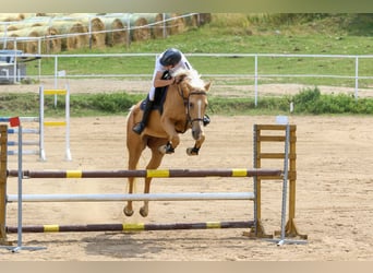 Kinsky Horse, Mare, 6 years, 16,1 hh, Palomino