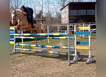 Kinsky Horse, Mare, 6 years, 16 hh, Cremello