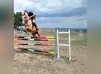 Kinsky Horse, Mare, 6 years, 16,1 hh, Palomino