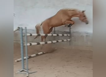 Kinsky Horse, Mare, 8 years, 16 hh, Cremello
