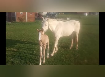 Kinsky Horse, Mare, 8 years, 16 hh, Cremello