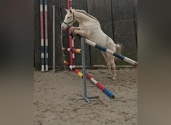 Kinsky Horse, Mare, 8 years, 16 hh, Cremello
