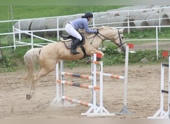 Kinsky Horse, Mare, 8 years, 16 hh, Cremello